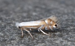 Phyllonorycter lucidicostella