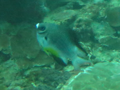 Amblyglyphidodon leucogaster