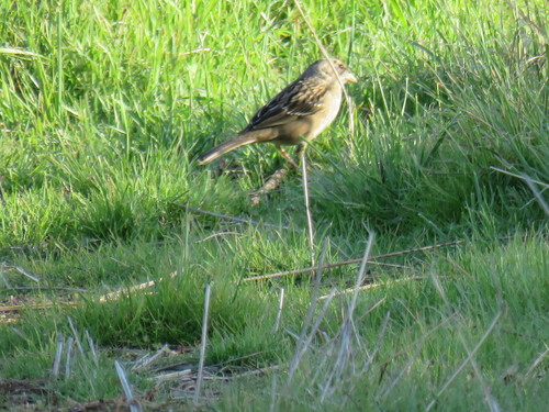 iNaturalist observation photo of Golden-crowned Sparrow