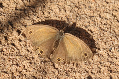 Pharneuptychia phares