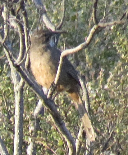 iNaturalist observation photo of California Thrasher