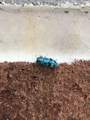 Chrysobothris chlorocephala