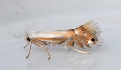 Phyllonorycter lucidicostella
