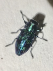 Chrysobothris chlorocephala