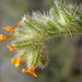 Bristly Fiddleneck - Photo (c) Matt Lavin, some rights reserved (CC BY-SA)