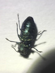 Chrysobothris chlorocephala