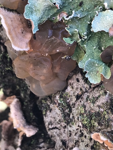 iNaturalist observation photo of Crystal Brain Fungus