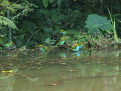 Tangara cyanoventris