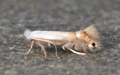 Phyllonorycter lucidicostella