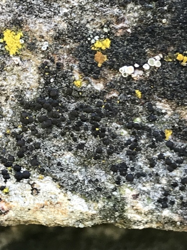 iNaturalist observation photo of Common Lichens