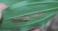 Synchysa tricincta