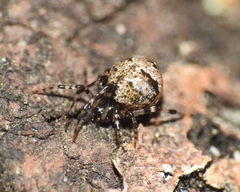 Cryptachaea blattea