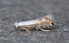 Phyllonorycter lucidicostella