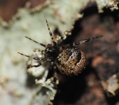Cryptachaea blattea