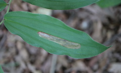 Synchysa tricincta