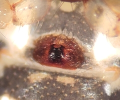 Cryptachaea blattea