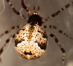 Cryptachaea blattea