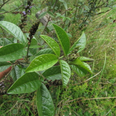 Otholobium mexicanum