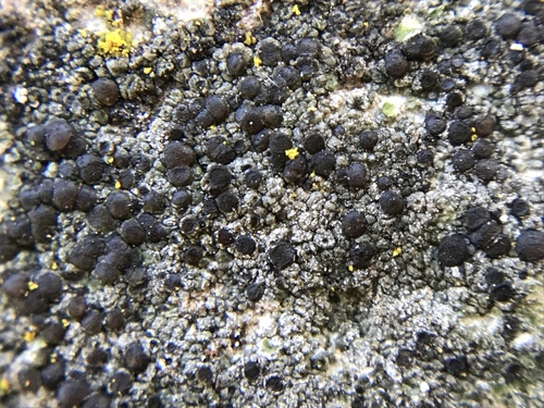 iNaturalist observation photo of Ascomycete Fungi
