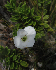 Veronica macrantha brachyphylla