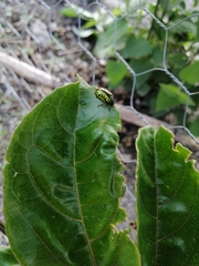 Calligrapha pantherina