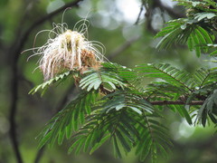 Calliandra pittieri
