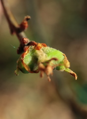 Andricus quercuspetiolicola