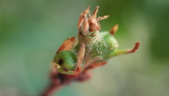 Andricus quercuspetiolicola