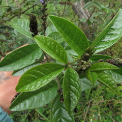 Otholobium mexicanum