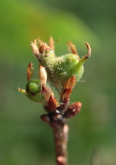 Andricus quercuspetiolicola