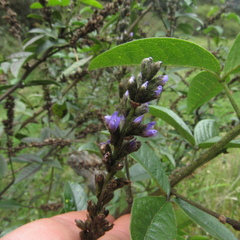 Otholobium mexicanum