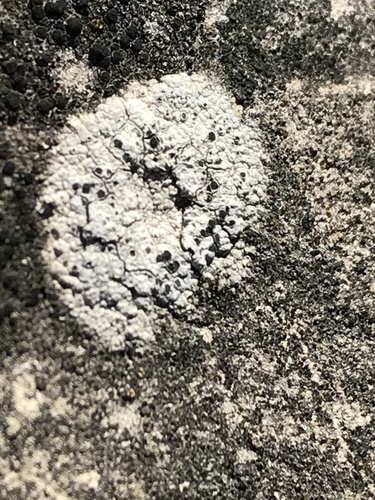 iNaturalist observation photo of Ascomycete Fungi