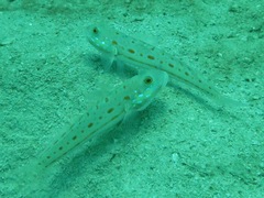 Valenciennea puellaris