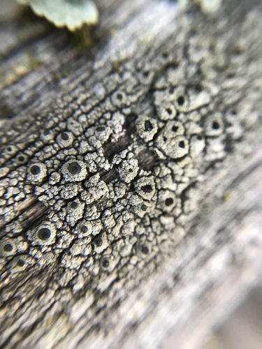 iNaturalist observation photo of Pseudothelomma occidentale