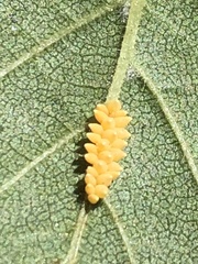 Xanthogaleruca luteola