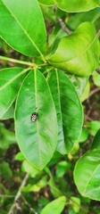 Omophoita simulans