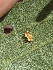 Xanthogaleruca luteola