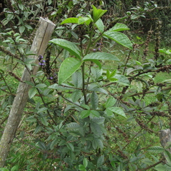 Otholobium mexicanum