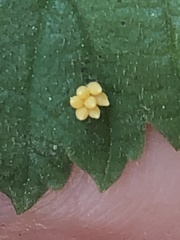 Xanthogaleruca luteola