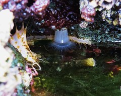 Eupentacta quinquesemita