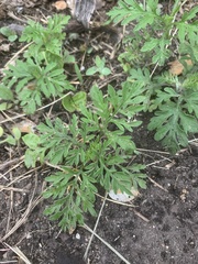 Ambrosia artemisiifolia