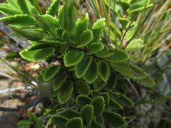 Veronica macrantha brachyphylla