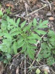 Ambrosia artemisiifolia