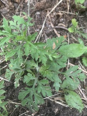 Ambrosia artemisiifolia