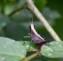 Maculiparia rotundata