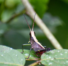 Maculiparia rotundata