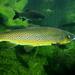 Lake Brown Trout - Photo (c) Biopix, some rights reserved (CC BY-NC)