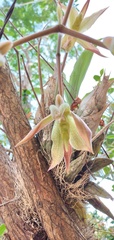 Catasetum laminatum