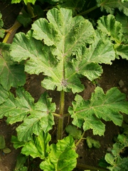 Heracleum sosnowskyi