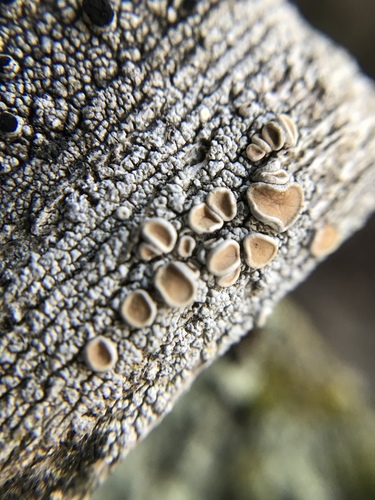 iNaturalist observation photo of Crabseye Lichens